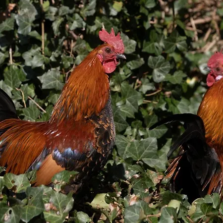 Meschermolen 1, Klein 4-persoons * Eijsden