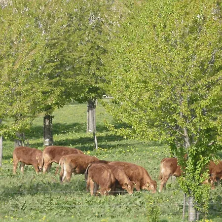 Apartamento Meschermolen 1, Klein 4-persoons *