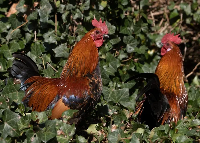 Meschermolen 1, Klein 4-persoons * אייסדן